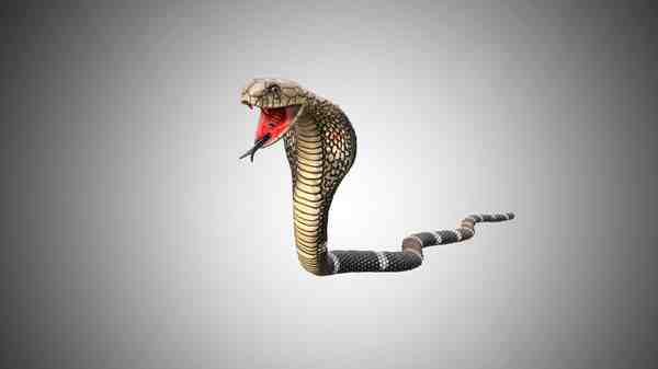 Comment différencier une couleuvre d'un serpent ?