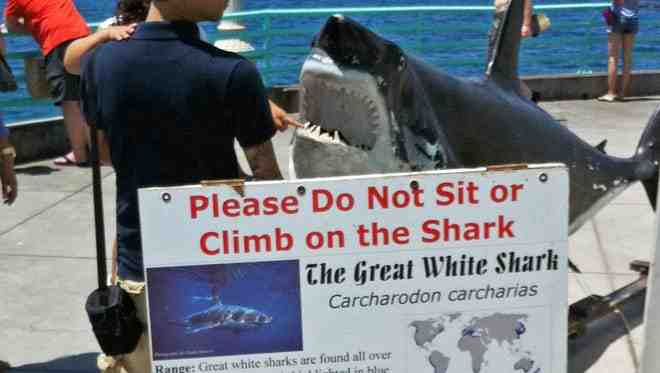 Est-ce que les chevals requin existe vraiment ?