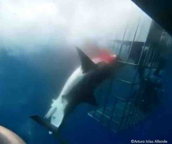 Est-ce que les requins marteaux sont dangereux ?