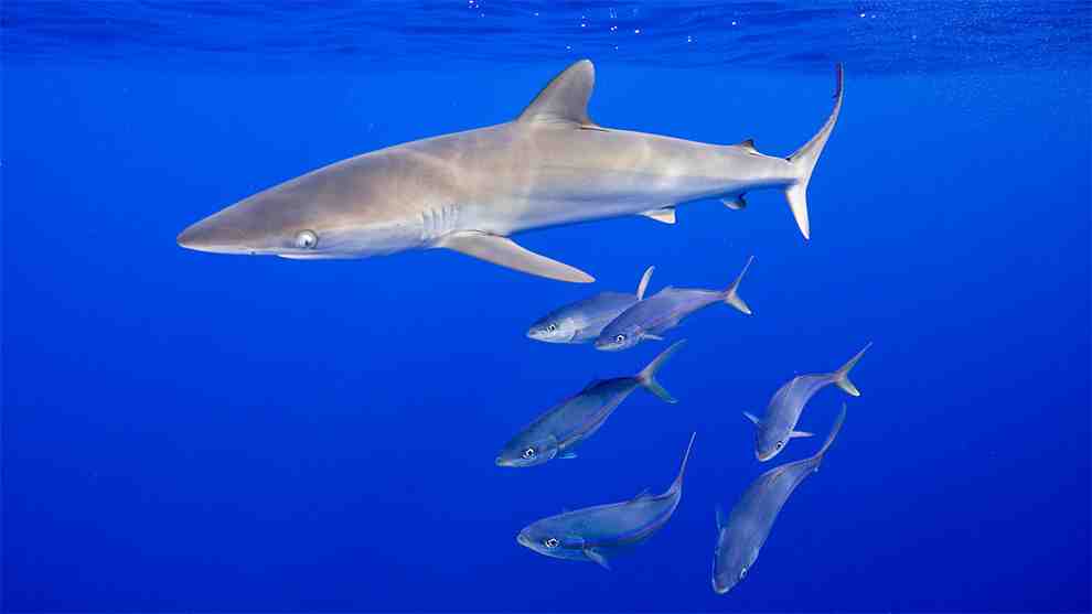 Est-ce qu'il y a des requins dans l'océan Atlantique ?