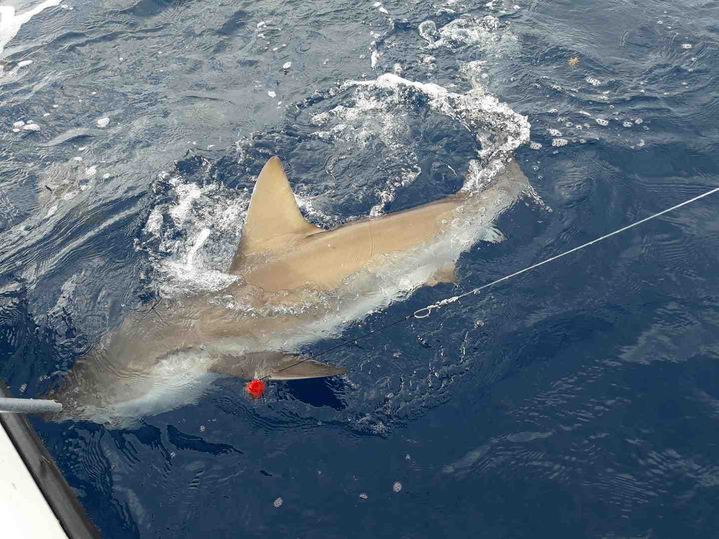 Est-ce qu'il y a des requins en Martinique ?