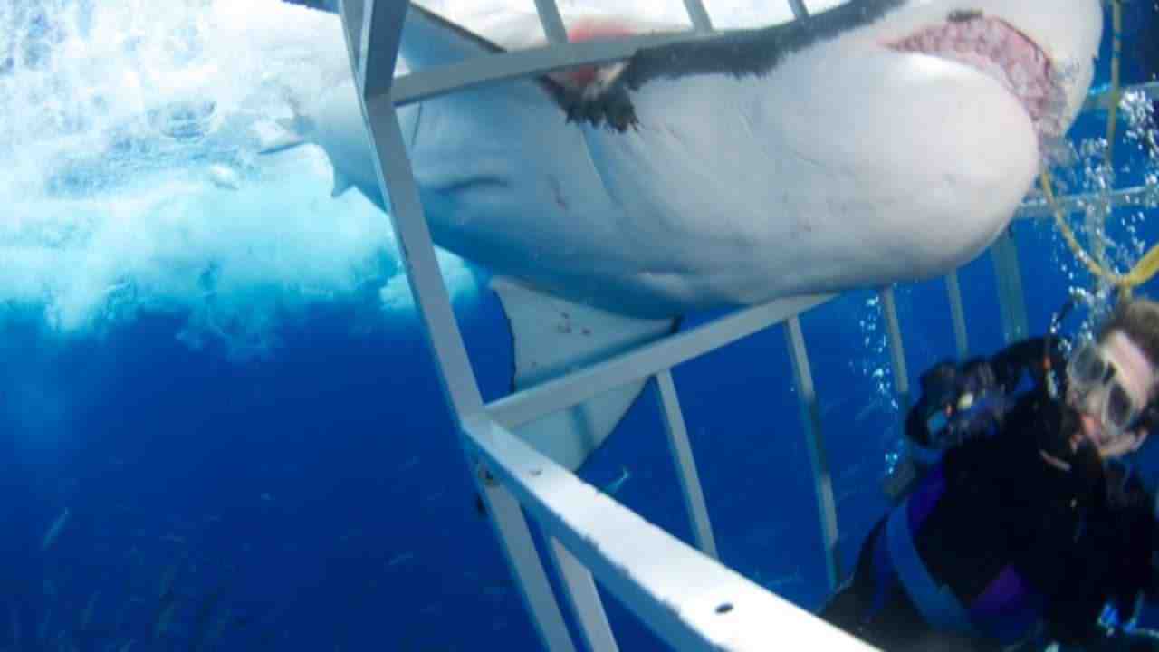 Où il y a le plus de requin blanc ?