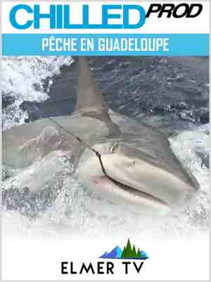 Où nager avec des requins en Guadeloupe ?