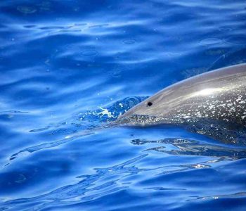 Où nager avec les dauphins en Martinique ?