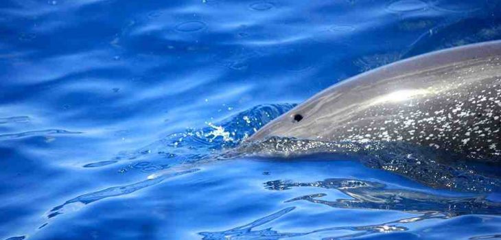 Où nager avec les dauphins en Martinique ?