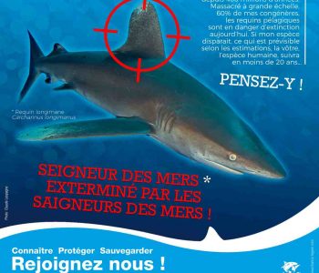 Où sont les requins en France ?