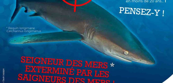 Où sont les requins en France ?