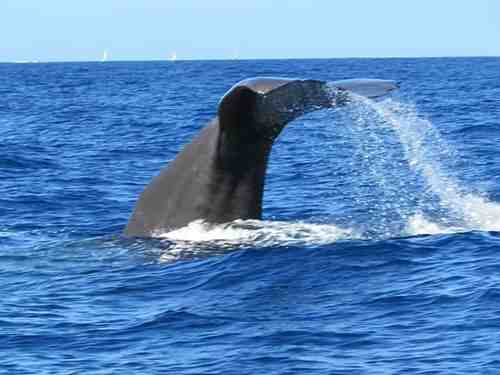 Où voir les baleine en Martinique ?