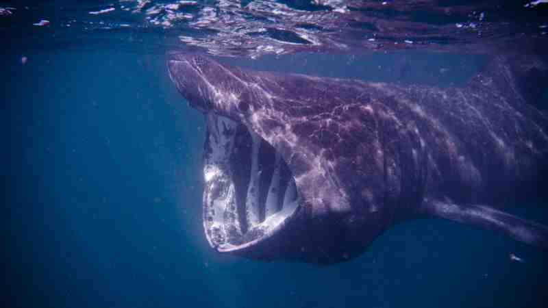 Pourquoi le grand requin blanc est en voie d'extinction ?