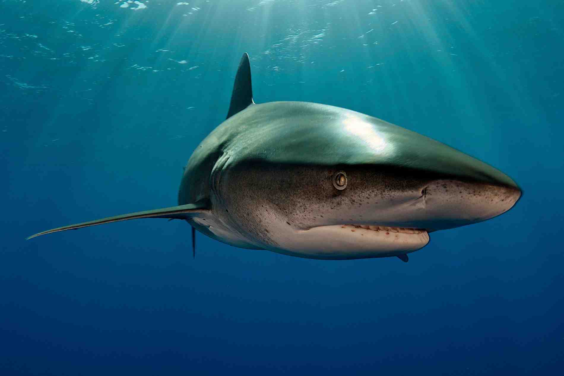 Pourquoi les requins tuent les hommes ?