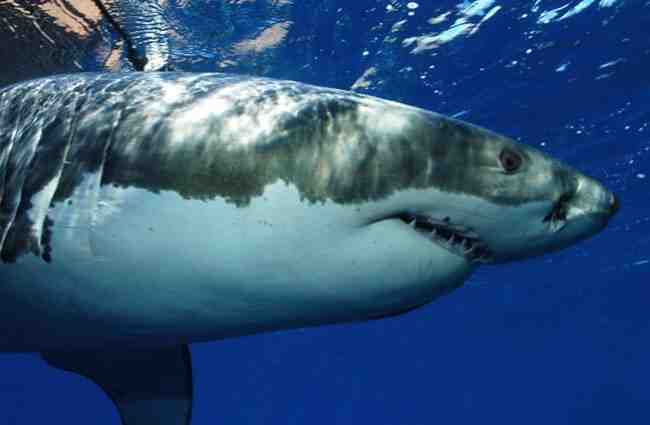 Pourquoi pas de requin en Méditerranée ?