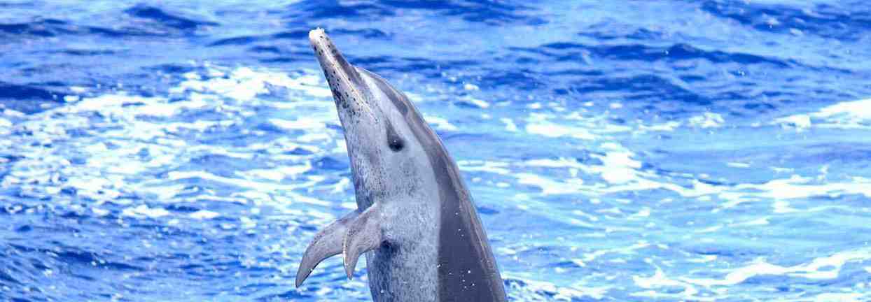 Quand voir des dauphins en Guadeloupe ?