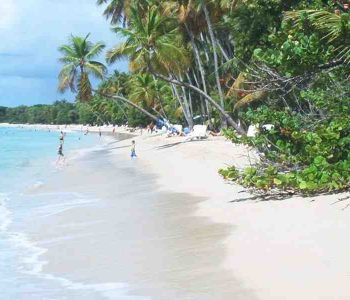 Quelle est la plus grande plage de Martinique ?