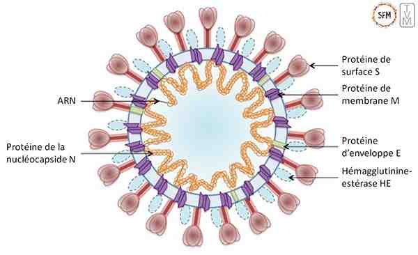 Quelle est la température de fièvre causée par coronavirus ?