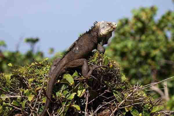 Quelle est l'animal le plus dangereux en Guadeloupe ?