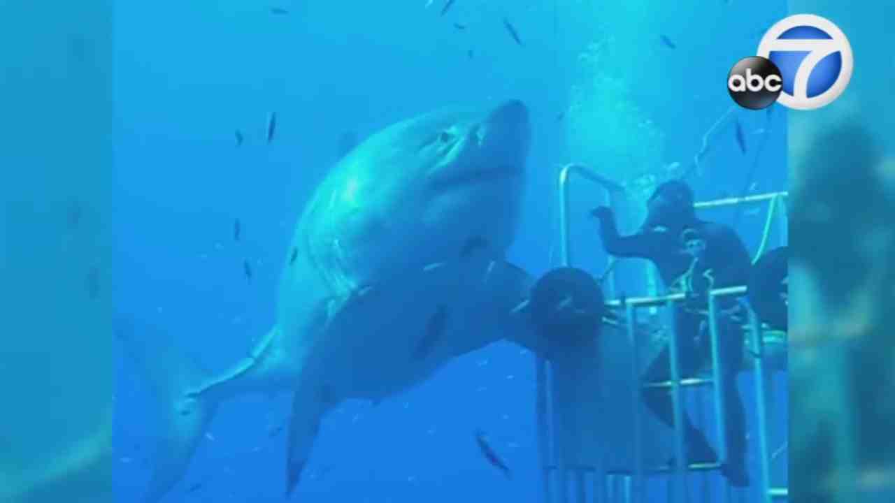 Quelles sont les requins dangereux pour l'homme ?