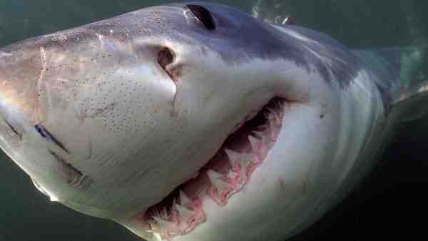 Quels sont les requins en Méditerranée ?