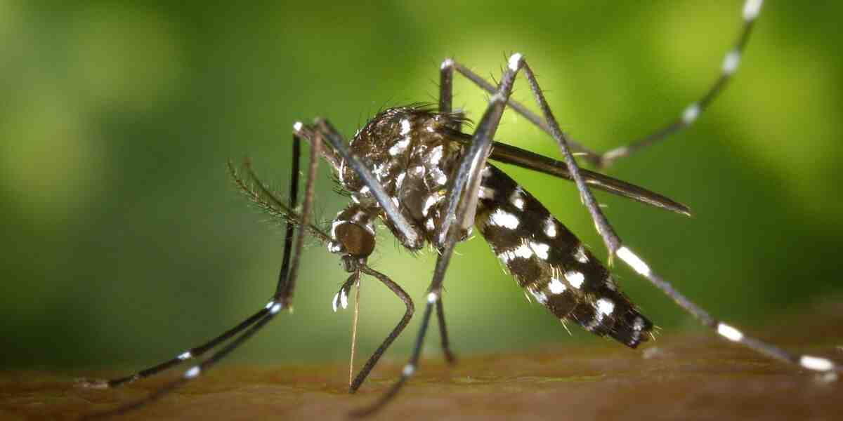 Qu'est-ce qui attire les moustiques dans une maison ?